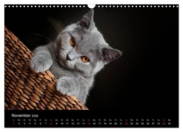 Produktbild: B&auml;rige Schmusetiger - Britisch Kurzhaar (Wandkalender 2026 DIN A3 quer), CALVENDO Monatskalender