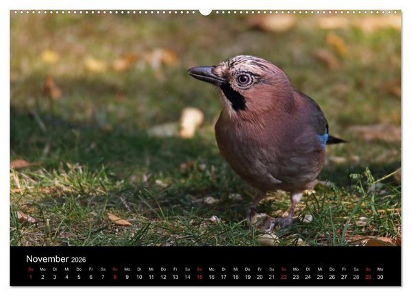 Produktbild: Eichelh&auml;her der Waldpolizist (Wandkalender 2026 DIN A2 quer), CALVENDO Monatskalender