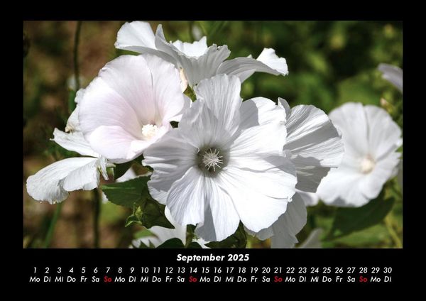 Produktbild: Blumenkalender 2025 Fotokalender DIN A3