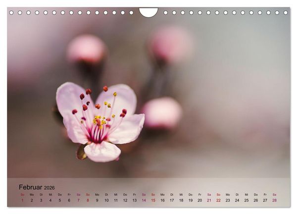 Produktbild: Bl&uuml;tenrausch - Mit Fr&uuml;hlingsgef&uuml;hlen durchs ganze Jahr (Wandkalender 2026 DIN A4 quer), CALVENDO Monatskalender