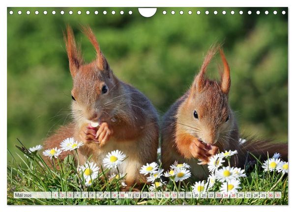 Produktbild: Besondere Augenblicke mit Eichh&ouml;rnchen (Wandkalender 2026 DIN A4 quer), CALVENDO Monatskalender