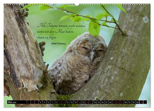 Produktbild: der Waldkauz - Strix Aluco (Wandkalender 2026 DIN A2 quer), CALVENDO Monatskalender