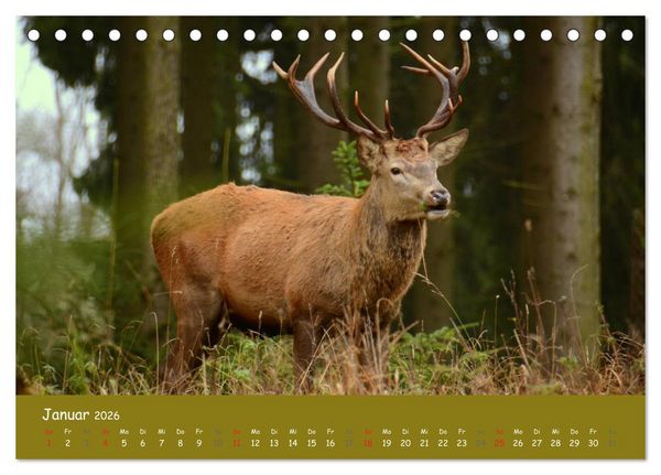 Produktbild: Begegnungen. DER HIRSCH (Tischkalender 2026 DIN A5 quer), CALVENDO Monatskalender