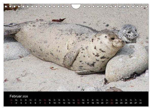 Produktbild: Monterey California (Wandkalender 2026 DIN A4 quer), CALVENDO Monatskalender