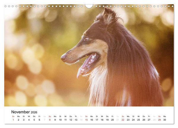 Produktbild: Collies 2026 in Kurz- und Langhaar (Wandkalender 2026 DIN A3 quer), CALVENDO Monatskalender