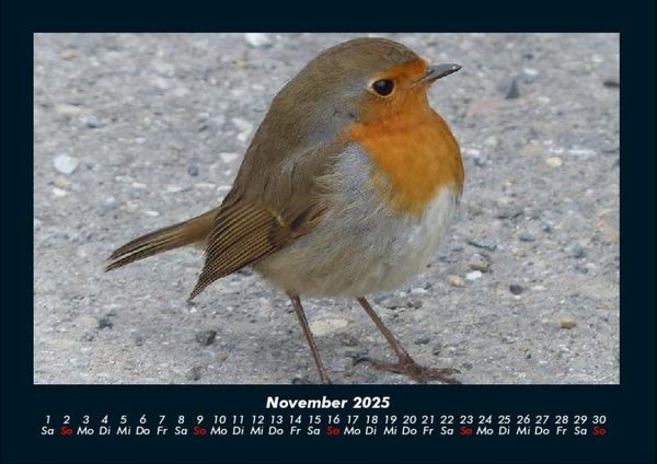 Produktbild: Welt der V&ouml;gel 2025 Fotokalender DIN A4