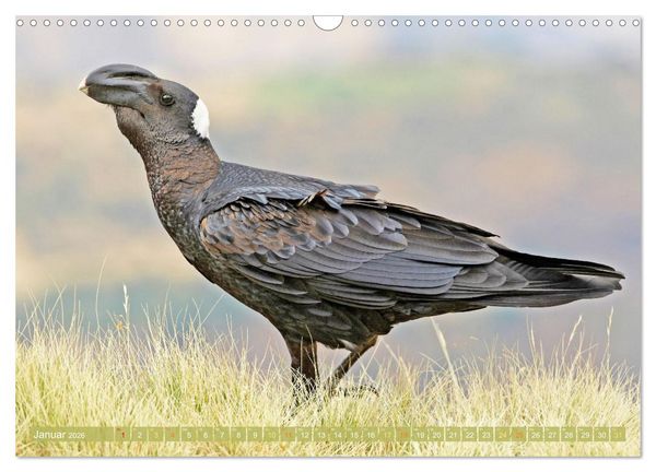 Produktbild: Rabenv&ouml;gel: Schwarz, schlau, sch&ouml;n (Wandkalender 2026 DIN A3 quer), CALVENDO Monatskalender