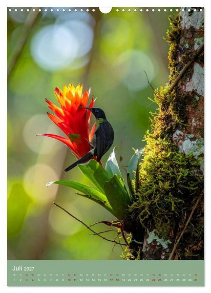 Produktbild: Bromelienzauber (Wandkalender 2027 DIN A3 hoch), CALVENDO Monatskalender