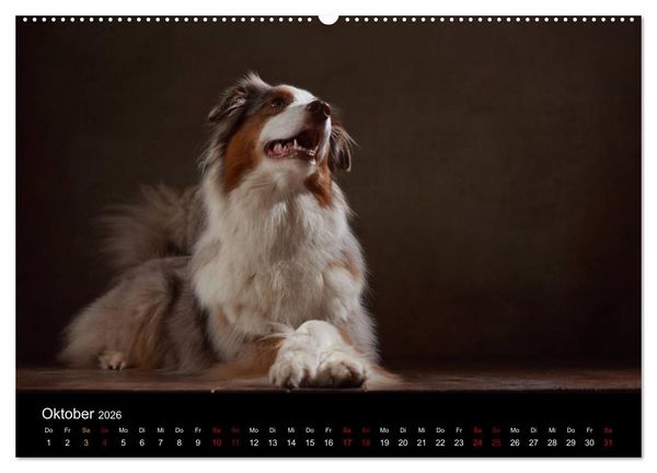 Produktbild: Charmante Australian Shepherds (Wandkalender 2026 DIN A2 quer), CALVENDO Monatskalender