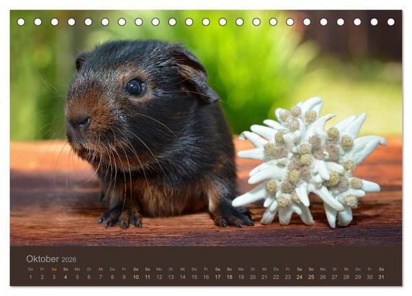 Produktbild: Meerschweinchen Portraits (Tischkalender 2026 DIN A5 quer), CALVENDO Monatskalender
