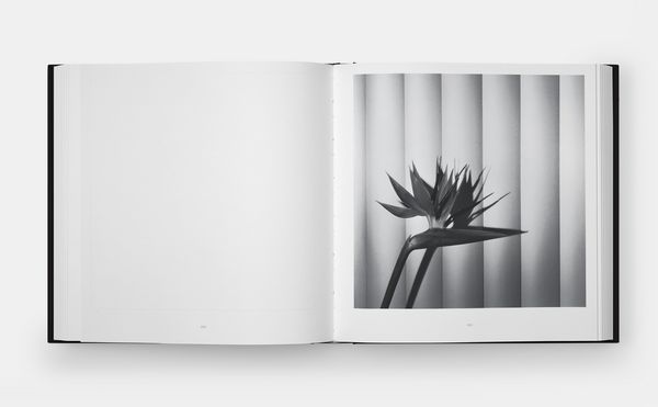 Produktbild: Mapplethorpe Flora: The Complete Flowers (2024)