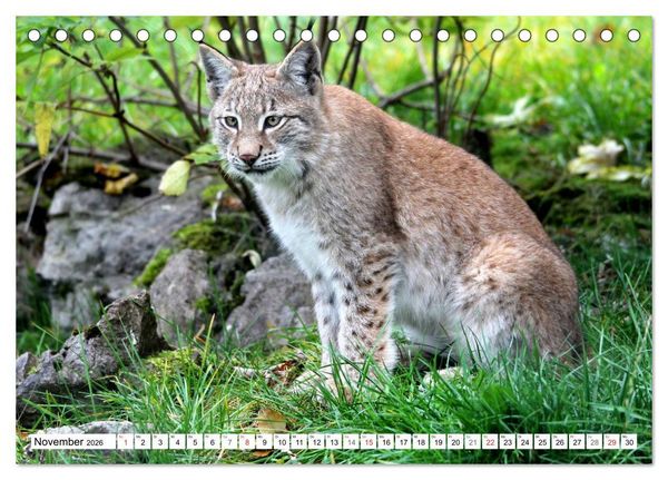 Produktbild: Der Luchs - Der J&auml;ger auf leisen Pfoten (Tischkalender 2026 DIN A5 quer), CALVENDO Monatskalender