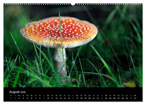 Produktbild: Jahreszeiten / 2026 (Wandkalender 2026 DIN A2 quer), CALVENDO Monatskalender