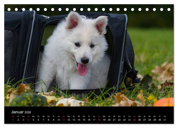 Produktbild: Wei&szlig;er Schweizer Sch&auml;ferhund - Ein Tag im Leben einer Hundefamilie (Tischkalender 2026 DIN A5 quer), CALVENDO Monatskalender