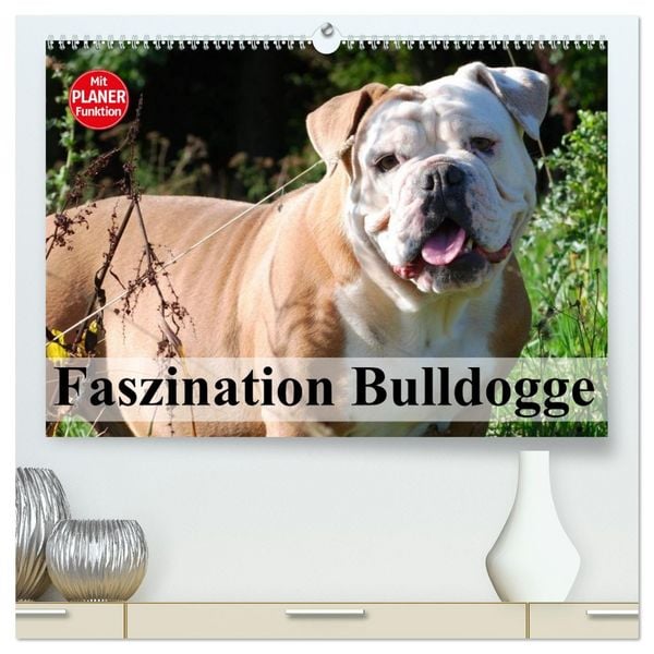 Produktbild: Faszination Bulldogge (hochwertiger Premium Wandkalender 2026 DIN A2 quer), Kunstdruck in Hochglanz