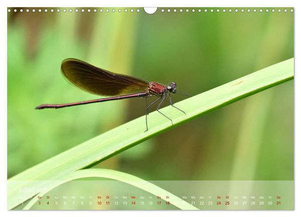Produktbild: Oiseaux, Papillons et Libellules (Calendrier mural 2027 DIN A3 vertical), CALVENDO calendrier mensuel