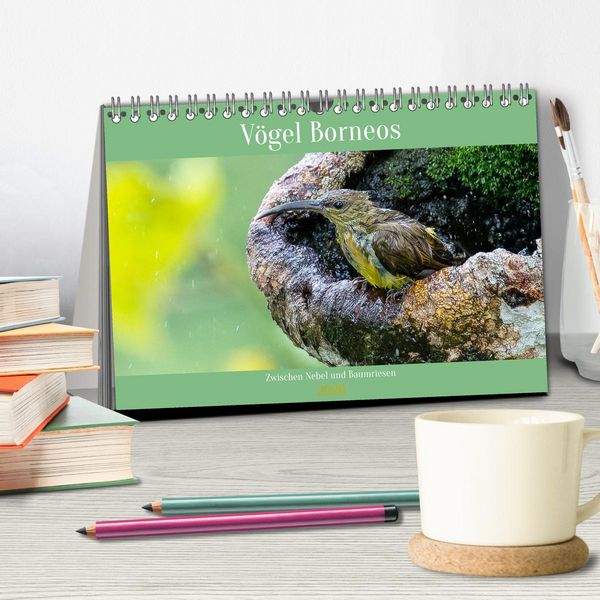 Produktbild: Zwischen Nebel und Baumriesen - V&ouml;gel Borneos (Tischkalender 2026 DIN A5 quer), CALVENDO Monatskalender