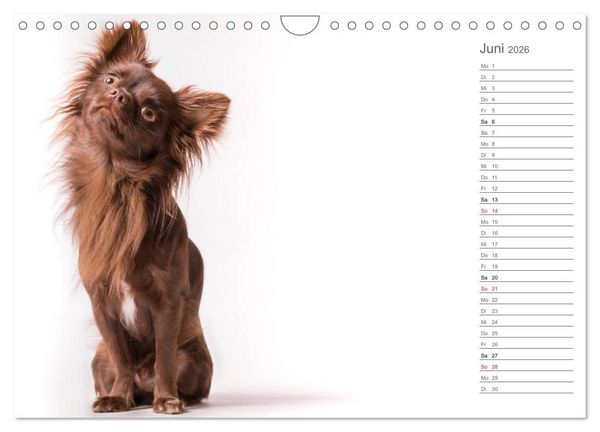 Produktbild: Chihuahua - Die Welt der Kleinen (Wandkalender 2026 DIN A4 quer), CALVENDO Monatskalender