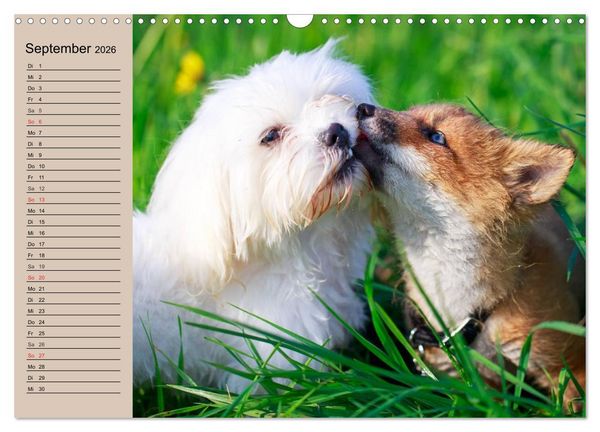 Produktbild: Der Fuchs. Bezaubernder Geselle (Wandkalender 2026 DIN A3 quer), CALVENDO Monatskalender