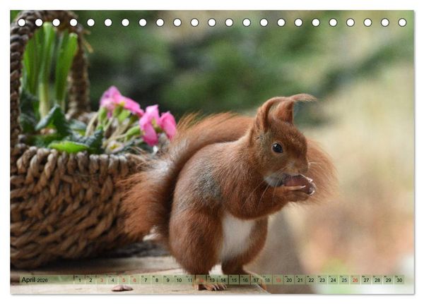 Produktbild: Eichh&ouml;rnchen-Spa&szlig; (Tischkalender 2026 DIN A5 quer), CALVENDO Monatskalender