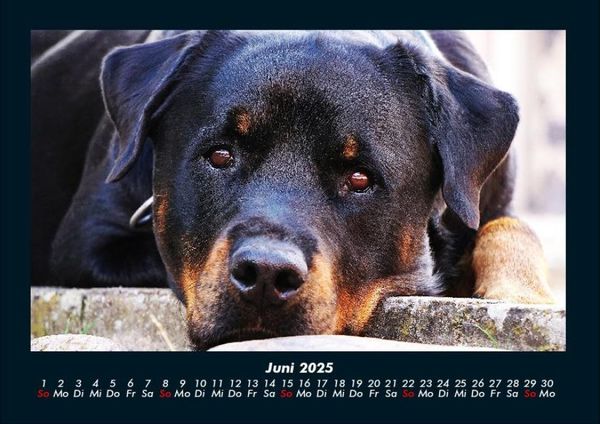 Produktbild: Hundezauber 2025 Fotokalender DIN A4