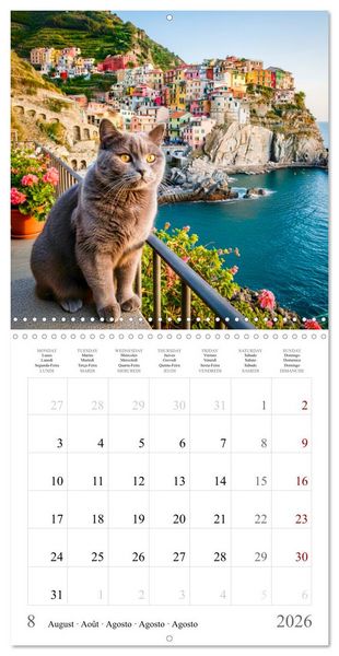 Produktbild: A British Shorthair's Escapes (Wall Calendar 2026 12 &times; 12 Inch) CALVENDO 12 Month Wall Calendar