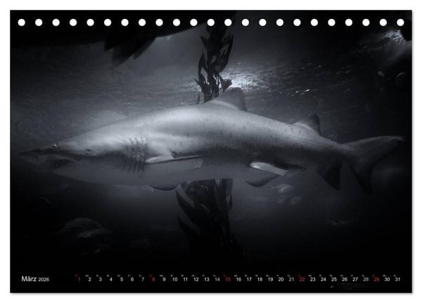Produktbild: Meerestiere Bilder in Schwarz Weiss (Tischkalender 2026 DIN A5 quer), CALVENDO Monatskalender