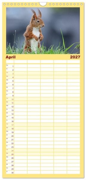 Produktbild: Familienplaner 2027 - Eichh&ouml;rnchen in zauberhaften Posen mit 5 Spalten (Wandkalender, 21 x 45 cm) CALVENDO