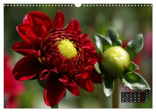 Produktbild: Magical Dahlias (Wall Calendar 2026 DIN A3 landscape), CALVENDO 12 Month Wall Calendar