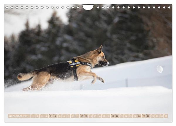 Produktbild: Sch&auml;ferhunde - Freunde auf 4 Pfoten (Wandkalender 2026 DIN A4 quer), CALVENDO Monatskalender