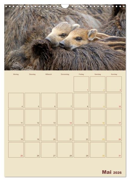 Produktbild: Wildschweine (Wandkalender 2026 DIN A3 hoch), CALVENDO Monatskalender