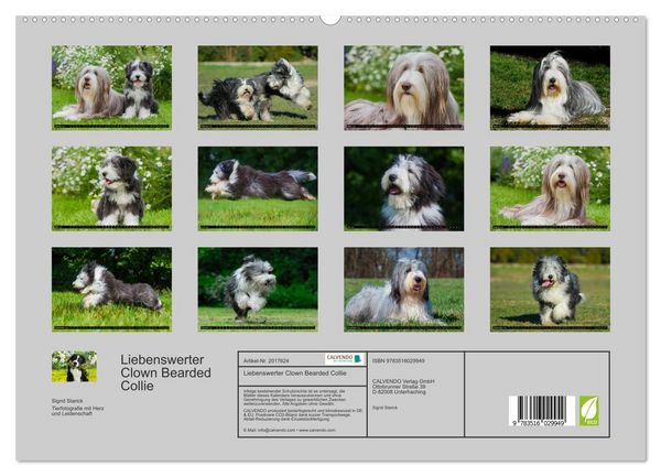 Produktbild: Liebenswerter Clown Bearded Collie (hochwertiger Premium Wandkalender 2026 DIN A2 quer), Kunstdruck in Hochglanz
