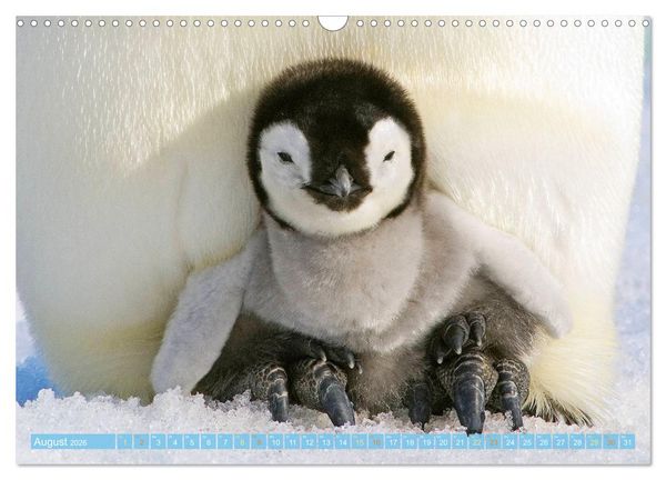 Produktbild: Pinguine: Gehupft wie gesprungen (Wandkalender 2026 DIN A3 quer), CALVENDO Monatskalender