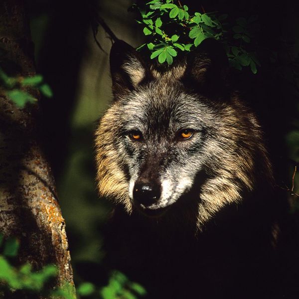 Produktbild: Wolves 2024