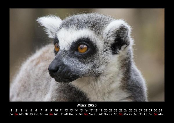 Produktbild: Welt der Tiere 2025 Fotokalender DIN A3