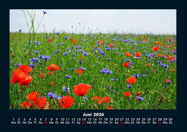 Produktbild: Blumenkalender 2026 Fotokalender DIN A4