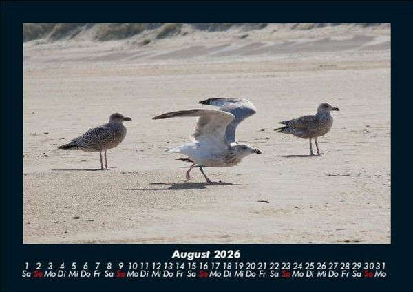 Produktbild: M&ouml;wen 2026 Fotokalender DIN A5