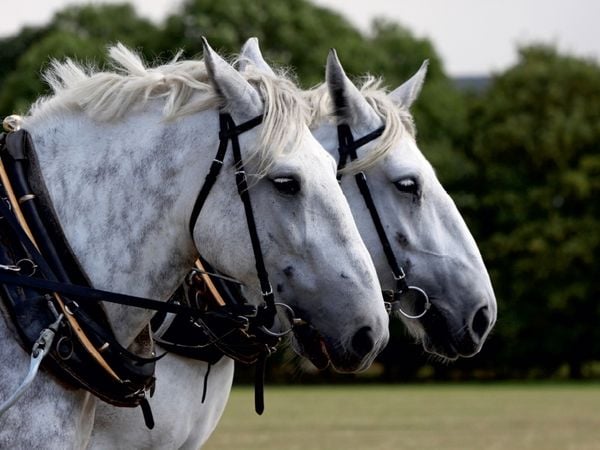 Produktbild: CALVENDO Puzzle Percheron-Gespann | 1000 Teile Lege-Gr&ouml;&szlig;e 64x48cm Foto-Puzzle f&uuml;r gl&uuml;ckliche Stunden