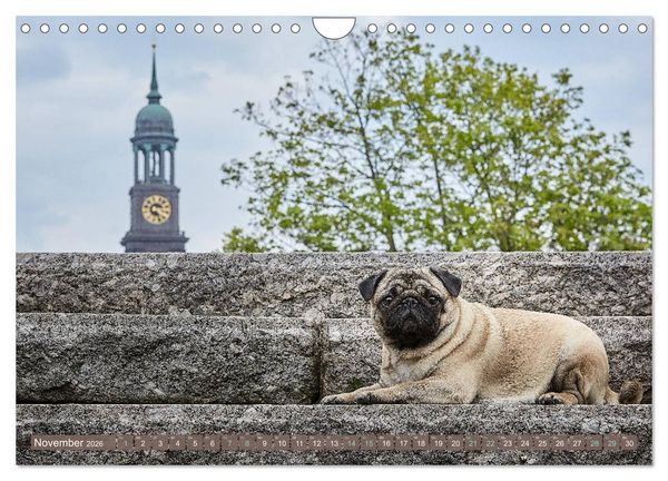 Produktbild: Hamburg - Stadt der M&ouml;pse (Wandkalender 2026 DIN A4 quer), CALVENDO Monatskalender