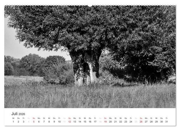 Produktbild: B&auml;ume - Natursch&ouml;nheiten in schwarz-wei&szlig; (Wandkalender 2026 DIN A2 quer), CALVENDO Monatskalender