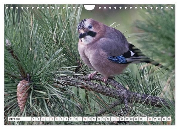 Produktbild: Heimische Gartenv&ouml;gel (Wandkalender 2026 DIN A4 quer), CALVENDO Monatskalender