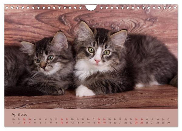 Produktbild: Flauschige Ragdoll Kitten (Wandkalender 2027 DIN A4 quer), CALVENDO Monatskalender
