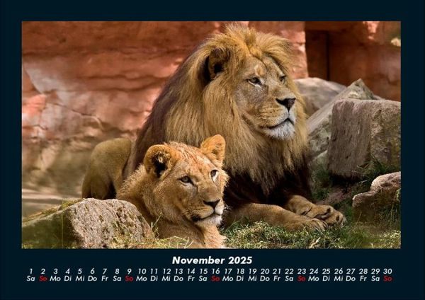 Produktbild: L&ouml;wen in der Wildnis 2025 Fotokalender DIN A4