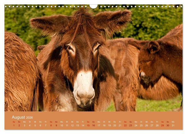 Produktbild: Baudet de Poitou - Seltene franz&ouml;sische Langohren (Wandkalender 2026 DIN A3 quer), CALVENDO Monatskalender