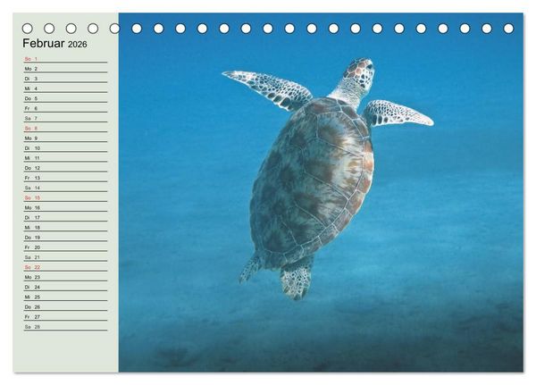 Produktbild: Meeresschildkr&ouml;ten. Nomaden der Ozeane (Tischkalender 2026 DIN A5 quer), CALVENDO Monatskalender