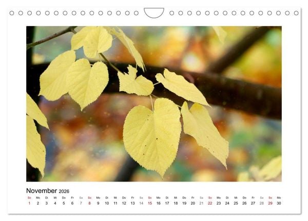 Produktbild: Mein Sehnsuchtsort, der Garten (Wandkalender 2026 DIN A4 quer), CALVENDO Monatskalender
