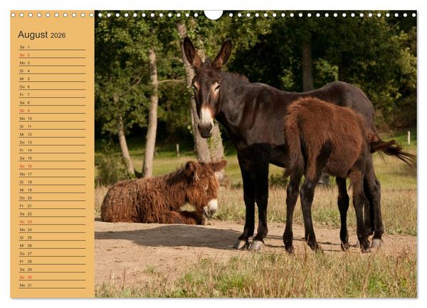 Produktbild: Gro&szlig;esel an der Loreley (Wandkalender 2026 DIN A3 quer), CALVENDO Monatskalender