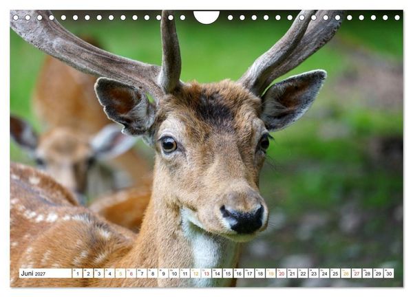 Produktbild: 12 Monate Natur (Wandkalender 2027 DIN A4 quer), CALVENDO Monatskalender