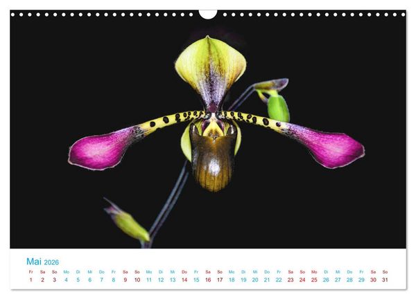 Produktbild: Die K&ouml;nigin der Blumenwelt, die Orchidee (Wandkalender 2026 DIN A3 quer), CALVENDO Monatskalender