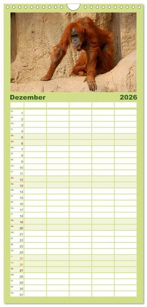 Produktbild: Familienplaner 2026 - Orang-Utans mit 5 Spalten (Wandkalender, 21 x 45 cm) CALVENDO